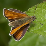 Skipper