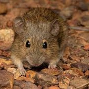 Western Chestnut Mouse