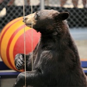 Clark's Trading Post