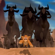 Wildebeest