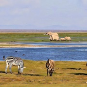 Amboseli National Park, Kenya