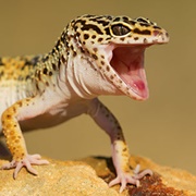 Gecko