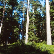 The Black Forest, Germany