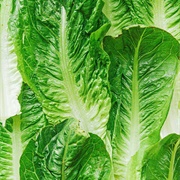 Hearts of Romaine