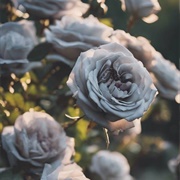 Gray Roses