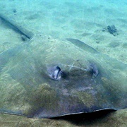 Stingray
