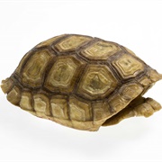Tortoise Shell