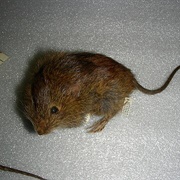 Eastern Chestnut Mouse