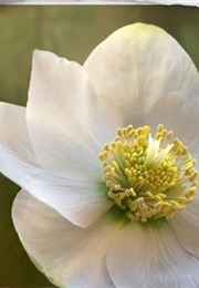 The Christmas Rose (Cecil Day-Lewis)