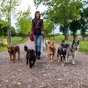 Be a Dog Walker