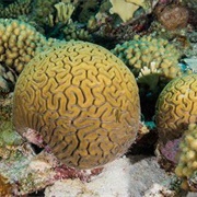 Grooved Brain Coral