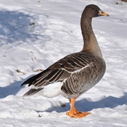 Bean Goose