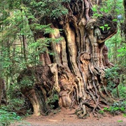 Kalaloch Big Cedar