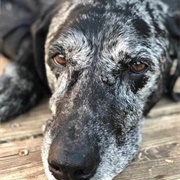 Catahoula Mix