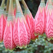 Rhododendron Species Botanical Garden