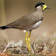 Yellow-Wattled Lapwing