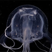 Box Jellyfish