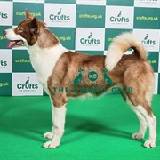 Greenland Dog