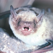 Inland Broad-Nosed Bat