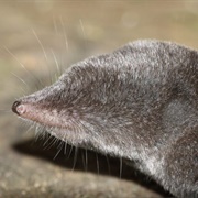 Short Tailed Shrew