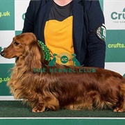 Dachshund (Miniature Long Haired)
