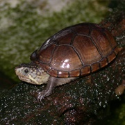 Eastern Mud Turtle