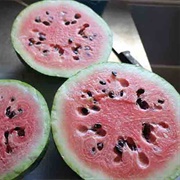 Wild Watermelon