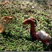 Dragon-Snails™