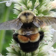 Rusty-Patched Honey Bee
