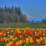 Wooden Shoe Tulip Farm