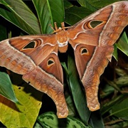 Hercules Moth