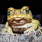 Cane Toad