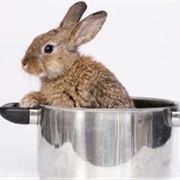Raw Rabbit