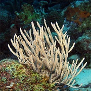 Sea Whip Coral
