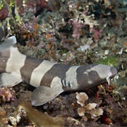 Brown Banded Bamboo Shark