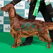 Irish Setter