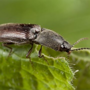 Clicker Beetle