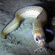 Cusk Eel