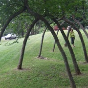 Five Elm Arches