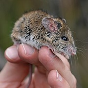 New Holland Mouse