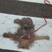 Three Small Dogs (A Fish Called Wanda)