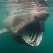 Basking Shark
