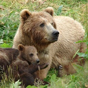 Brown Bear