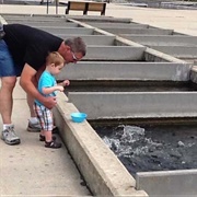 Decorah Fish Hatchery