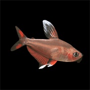 Ornate Tetra