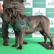 Neapolitan Mastiff