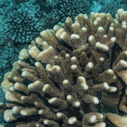 Cauliflower Coral