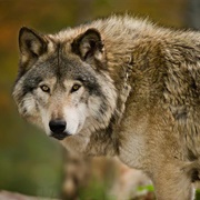 Grey Wolf