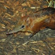 Giant Elephant Shrew