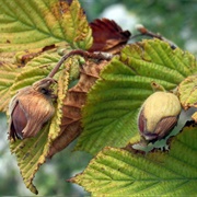 Corylus Colchica